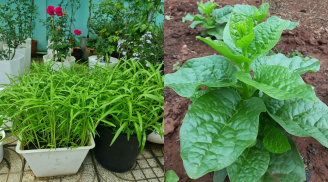 Những loại rau chỉ cần cắm xuống đất là lớn, chẳng cần chờ lâu cũng có rau sạch ăn hàng ngày