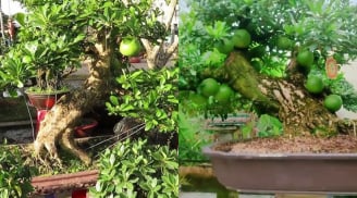 Từ cây dại thành cây bonsai độc đáo, mang lại tài lộc, có giá tới 150 triệu đồng