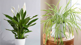 3 loại cây hút ẩm, làm sạch nấm cực tốt cho mùa nồm, trồng trong nhà là Thần Tài mang tiền tới liền