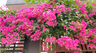 Từ nay đến tết, mỗi ngày tưới một chút nước này cho hoa giấy để hoa nở đúng dịp