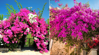 4 việc cần làm để cây hoa giấy ra nhiều hoa