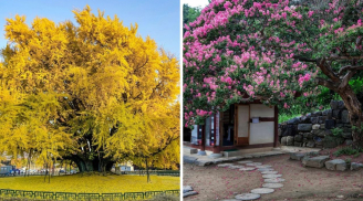 Các cụ dặn, “Cây thanh long trước cửa. con cháu giàu có, sung túc', nhà nào cũng nên có một cây