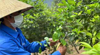 3 loại rau gia vị ở Việt Nam mọc nhan nhản, sang nước ngoài đắt ngang sâm núi
