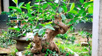 5 cây ăn quả cho vào chậu bonsai làm dáng đẹp, rước tài lộc vào nhà