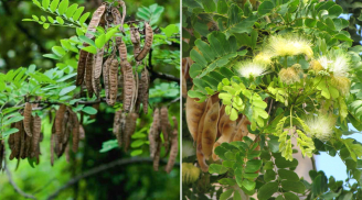 Người xưa dặn: 3 cây đã trồng trong nhà thì không chặt, chặt đi là tài lộc tiêu tán, gia đình khó vượng