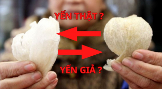 Tổ yến rất dễ bị làm giả: Chỉ cần nhìn điểm này là biết ngay yến thật hay giả