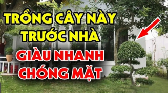 Trồng 4 cây trước cửa đón tài lộc, 3 cây sau nhà giữ của cải, là những cây gì?