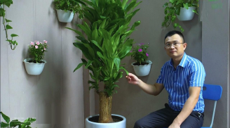 Cây Thiết Mộc Lan hút tài lộc nhưng kỵ với người mệnh này, tiền của khánh kiệt