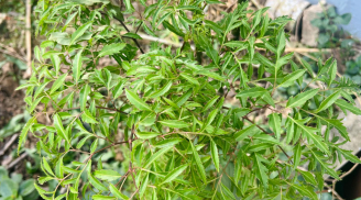 Đun nước lá đinh lăng để uống mỗi ngày có tác dụng gì?