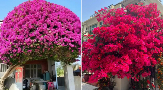 Mẹo tưới nước để hoa giấy nở nhiều đúng dịp Tết