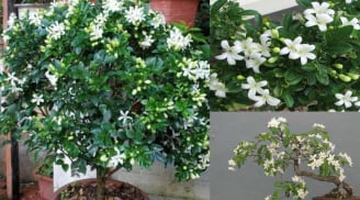 Trồng cây nguyệt quế vừa thơm vừa đẹp, tốt cho phong thủy nhưng người này đại kỵ tránh ngay kẻo gặp xui