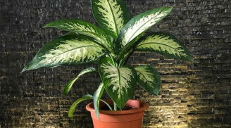 Trồng cây Vạn Niên Thanh trong nhà có tốt cho phong thủy gia đình không?