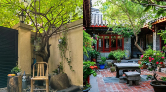 Nghèo trồng cỏ, giàu trồng cây: Sân nhà có 4 loại này 3 đời thịnh vượng