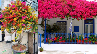 Trồng cây hoa giấy có ý nghĩa phong thủy gì? Có nên trồng hoa giấy trong nhà không, nhiều người không biết điều này