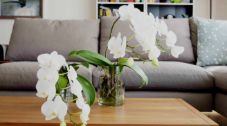 9 vị trí đặt chậu hoa Lan Hồ Điệp trong nhà hợp phong thủy, mang lại nhiều vượng khí cho gia đình