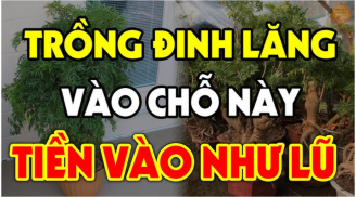 Cây Đinh Lăng hút tài lộc xua đuổi tà ma: Trồng ở vị trí này cực kỳ may mắn