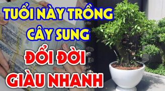 Người tuổi nào hợp trồng cây Sung nhất?