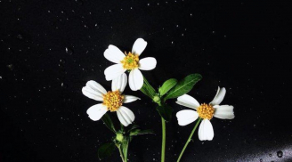 Tổ Tiên nói: 'Khi cuộc đời xuống dốc thường có 2 điềm báo trước', đặc biệt điều đầu tiên