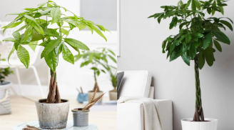 4 tuổi này trồng cây kim ngân trong nhà giúp gia chủ tiền đẻ ra tiền, không thành tỷ phú cũng là đại gia