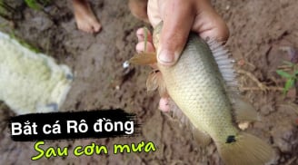 Loại cá ngọt thịt ít xương, chỉ sống tự nhiên, đi chợ thấy đừng tiếc tiền mua
