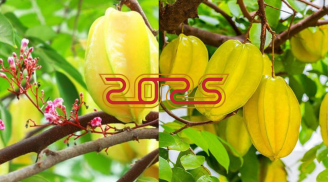 Tại sao năm 2025 thích hợp trồng cây khế. Những người này càng thích hợp trồng cây khế nhỏ cũng rước tài hút lộc