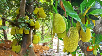 Tại sao ông bà chọn gỗ mít làm tượng thờ nhưng lại dặn con cháu không nên trồng cây mít trước nhà?
