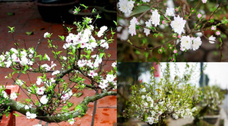 Trồng cây nhất chi mai dịp Tết có ý nghĩa gì mà nhiều người thích? Tuyệt chiêu để nhất chi mai nở Tết âm
