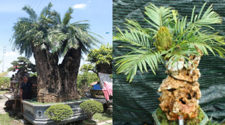 Cây dại ven đường ‘biến hình’ thành bonsai triệu đô, mang đến may mắn bất ngờ