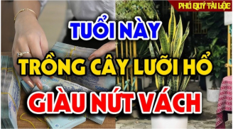 Cây lưỡi hổ xua đuổi xui xẻo, tà mà hút tiền bạc: 2 tuổi này trồng trong nhà tiền vào như nước
