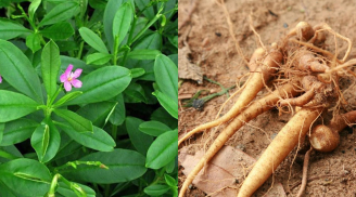 Rau dại mọc bờ tường lên tua tủa tên quý như sâm nay thành đặc sản vì hóa ra công dụng bất ngờ