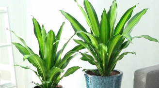 4 cây cảnh hút lộc, dưỡng người, trồng ở nhà nào, nhà ấy làm ăn phát đạt