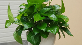 Có nên trồng cây Trầu Bà trong nhà hay không?