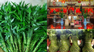 Cuối năm mua cành phát lộc thắp hương phải chú ý điều này. Nhiều người làm sai nên lộc không phát không giàu