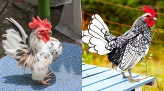 Top 7 giống gà cảnh ‘siêu sang’ được săn lùng dịp Tết: Giá từ vài triệu đến 30 triệu đồng