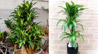 Cây thiết mộc lan hợp người mệnh này nhất: Trồng đúng để Thần Tài gõ cửa, lộc đến ào ào