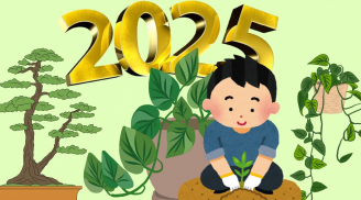 Cuối năm 2024 trồng cây này sang 2025 giàu có, cây dễ trồng không tốn công chăm sóc, thu hút may mắn