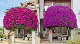 Làm thế nào để cây hoa giấy trổ bông đúng dịp Tết? Áp dụng ngay quy tắc '1 nhiều - 1 ít' này