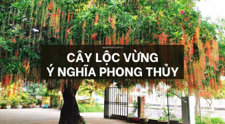 Nhìn cây cảnh trước sân là biết giàu nghèo, có 1 cây này thần Tài kề cận