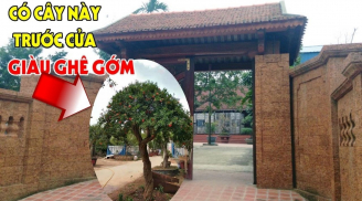 Ông bà ta dặn con cháu: '4 loại cây cùng nở hoa, gia đình không giàu có cũng thịnh vượng', là 4 cây nào?
