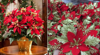 Tại sao trang trí Noel Giáng sinh luôn có hoa trạng nguyên? Có nên trồng cây trạng nguyên, ý nghĩa nhiều người chưa biết