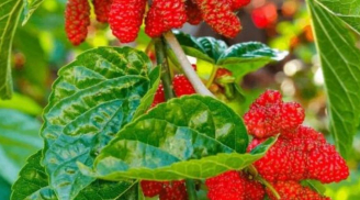 Các cụ dặn dò: '5 cây ma' không trồng ở nhà kẻo gây hối tiếc về sau'