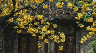 Muốn gia đình hạnh phúc, bình an, đông con nhiều cháu, thịnh vượng, hãy trồng 4 cây cảnh này