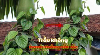 Trồng cây trầu không đúng chỗ này, hanh thông vào nhà, Tiền -Tài đua nhau đến