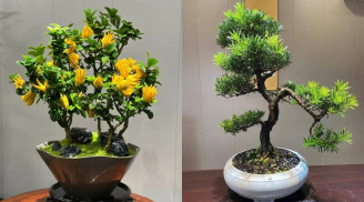 3 loại cây giúp trấn an nhà cửa và thu hút tài lộc, người giàu mê mẩn săn tìm ngày Tết