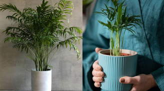 6 loại cây cảnh giúp thanh lọc không khí, mang lại may mắn cho gia đình