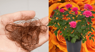 Gom tóc rụng đừng bỏ thùng rác, hãy chôn vào chậu cây cảnh, điều bất ngờ xảy ra khiến bạn ngạc nhiên