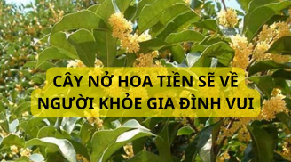 Người xưa nói trồng cây này hợp 5 mệnh, năm 2025 trồng cây này cho tiền thật, giúp giàu có, gia đình khỏe mạnh