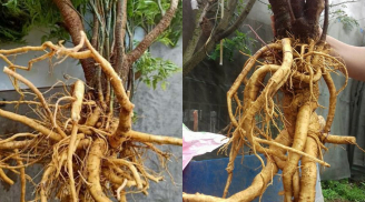 1 loại rễ cây được ví như ‘nhân sâm’ của người nghèo, rất tốt nhưng có 3 lưu ý quan trọng