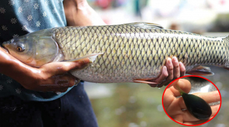 Cá rất bổ nhưng có 1 phần chứa độc, tuyệt đối không ăn