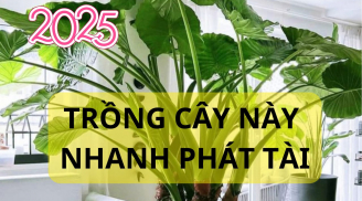 Đón Ất Tỵ 2025, trồng cây này thì hút hết vàng bạc thiên hạ, cây dễ trồng lá to hoành tráng giàu sang